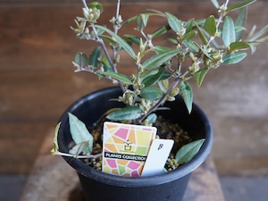 【現物】ガストロロビウム セリセウム ”レッドスター” B