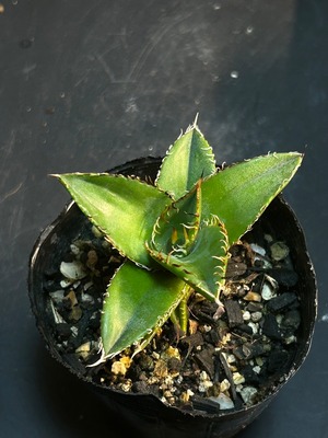 【 E-9 】oteroi seedling ①