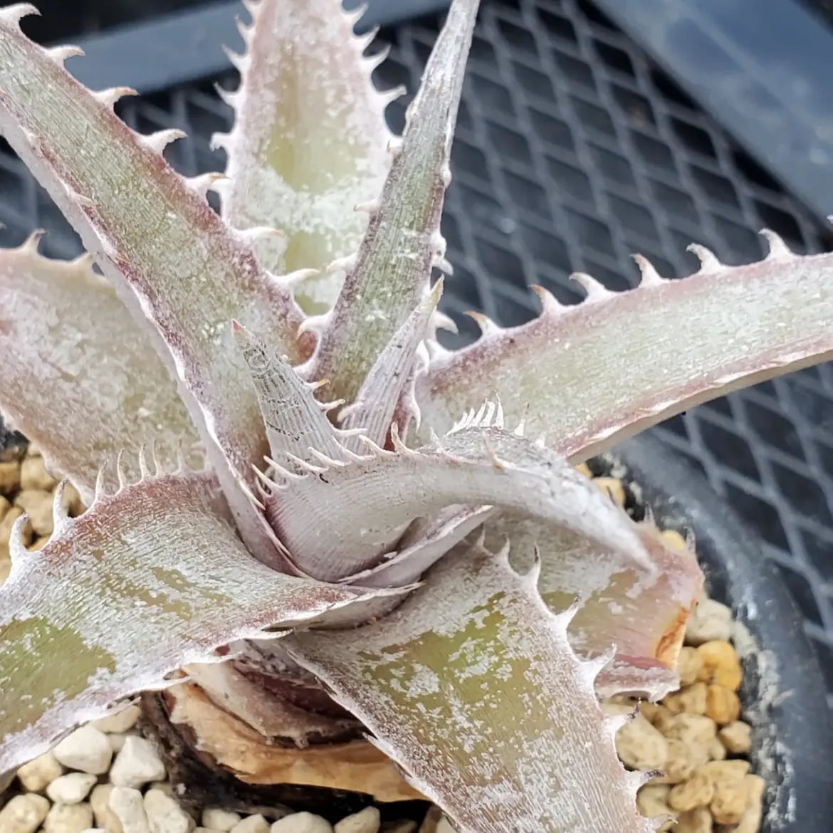 F00613_Dyckia marnier-lapostollei 'Wide Leaf New Form' Hybrid NNN