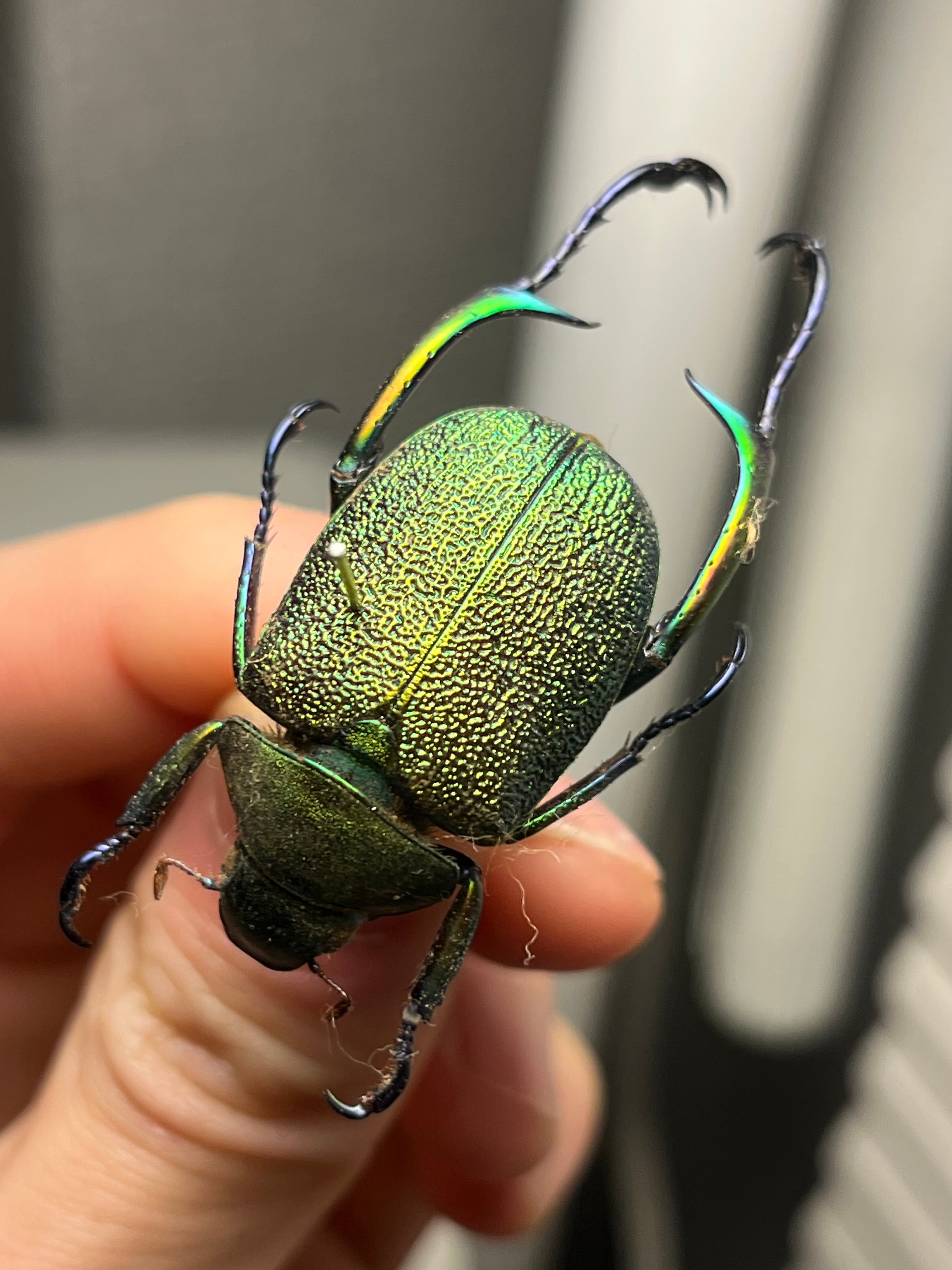 32mm】アシナガミドリツヤツヤコガネ 昆虫標本 プラチナコガネ