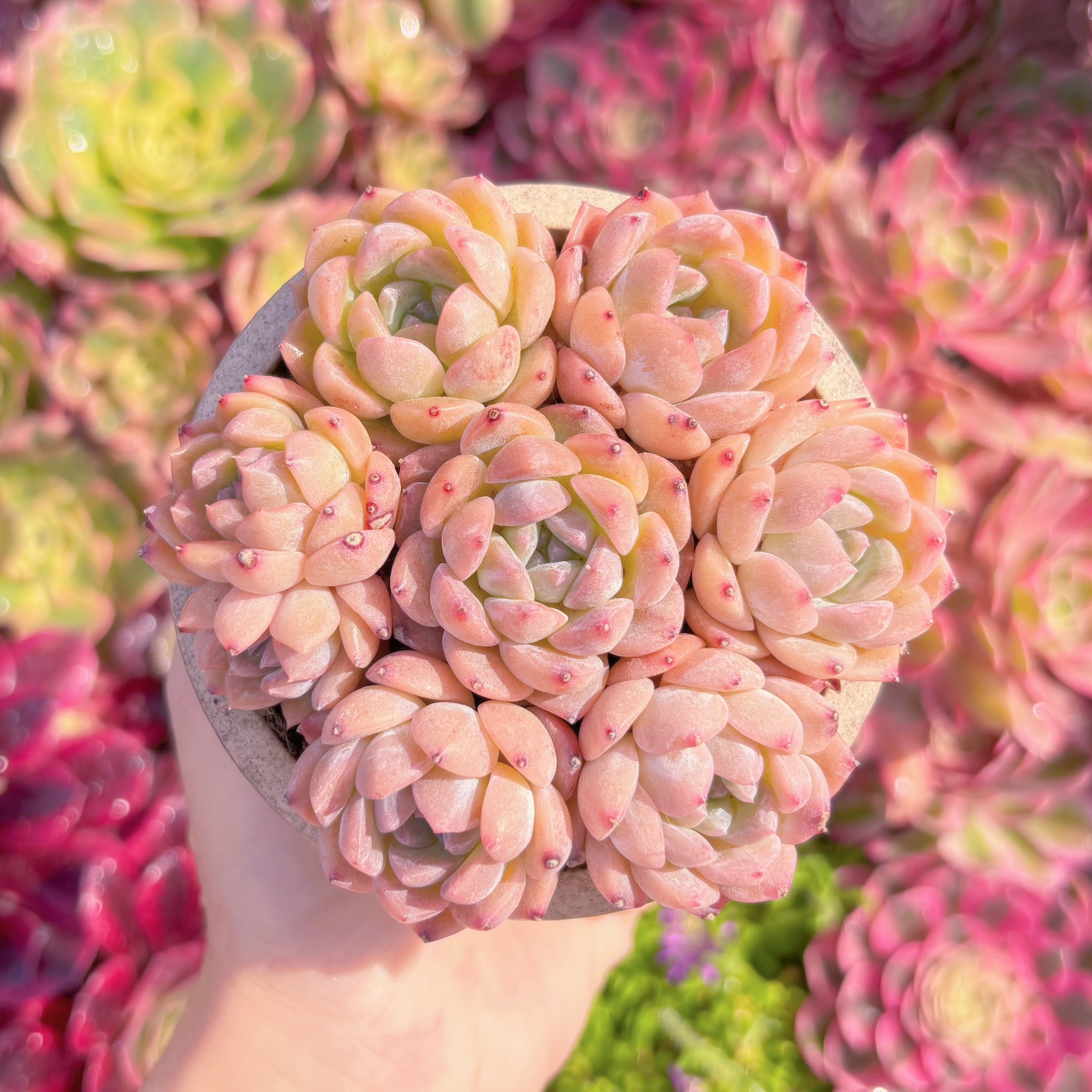 多肉植物　キャンディーハート(7苗)　新入荷　るる農園