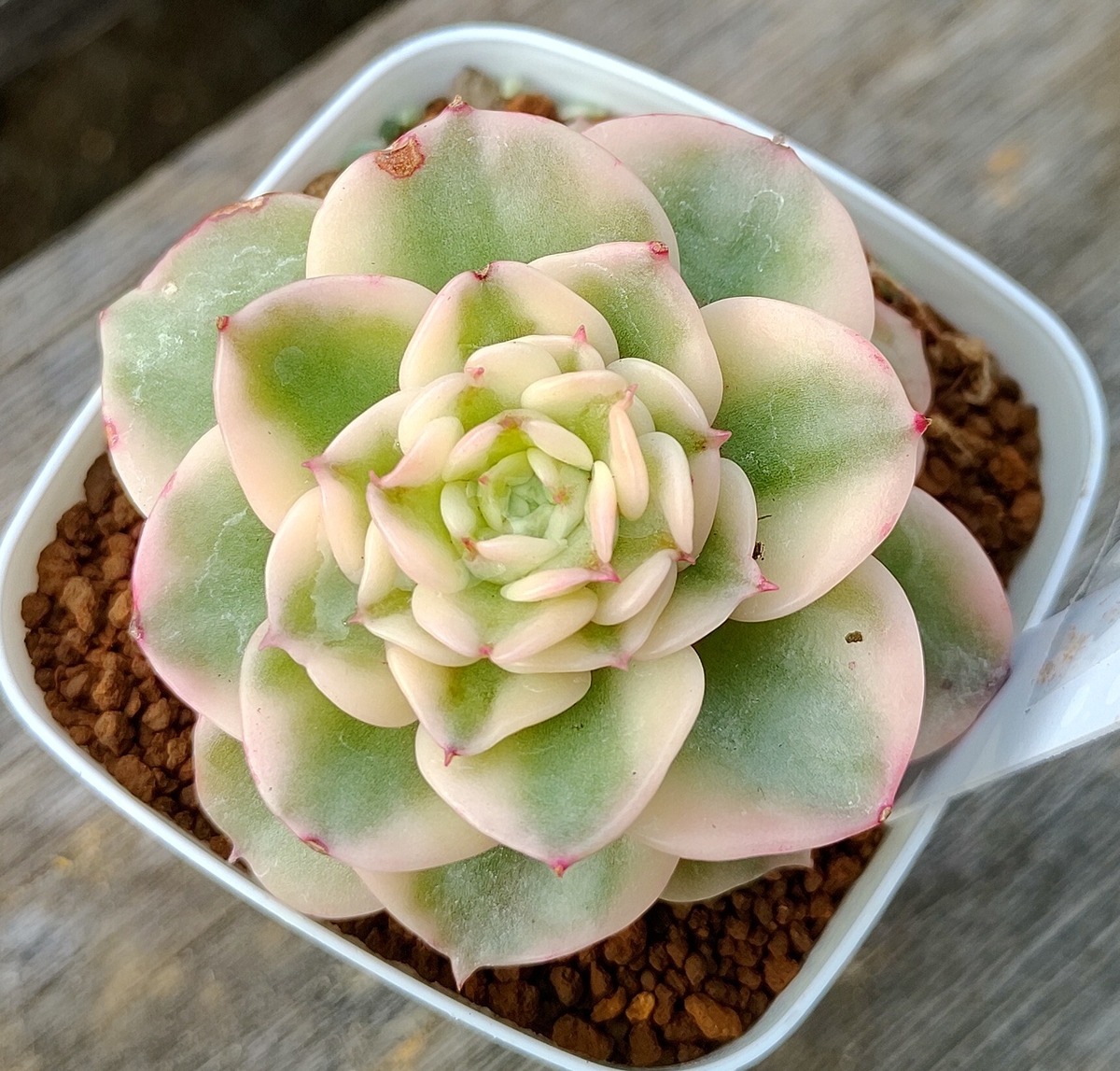 ヌダ錦 | RuPo 多肉植物専門店