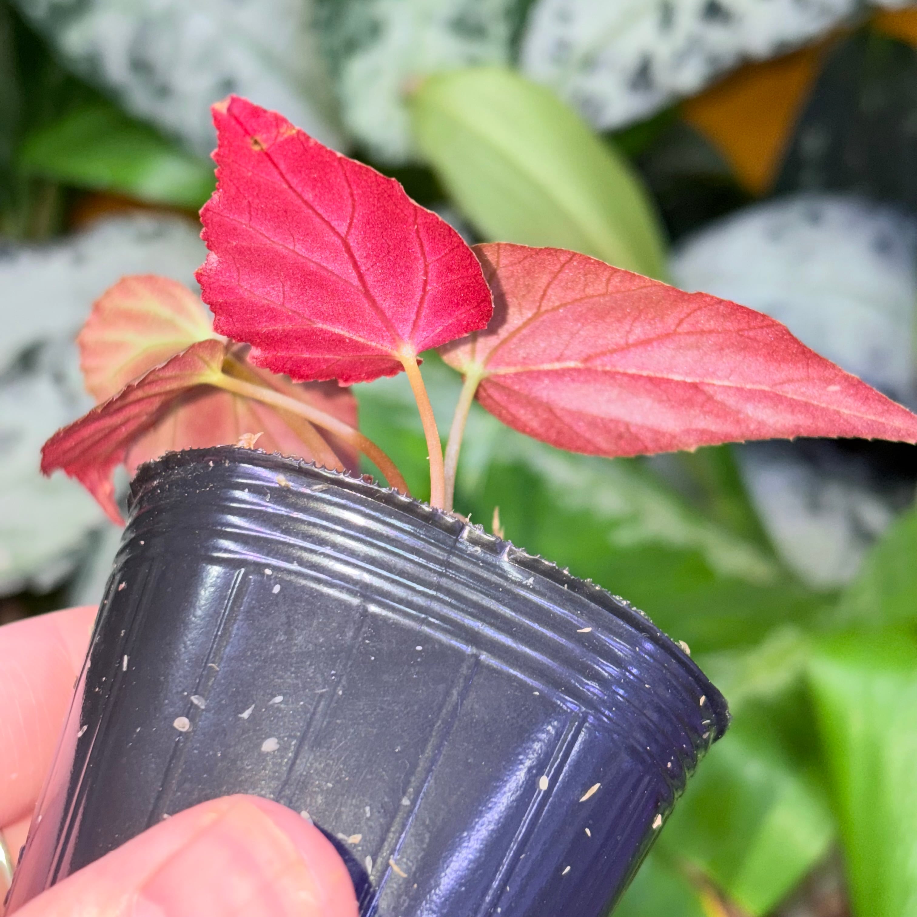 青光り Begonia pavonina 無毛タイプ 原種ベゴニア パヴォニナ | 熱帯