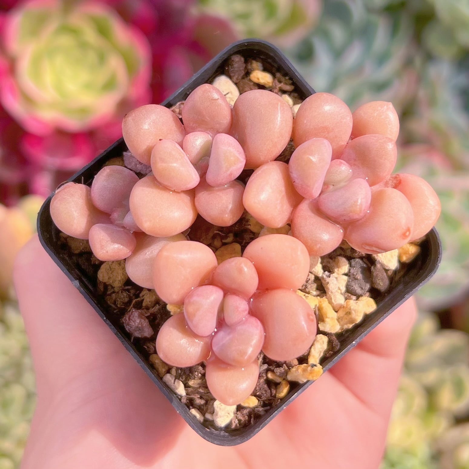 現品　パイオニア#B67　るる農園