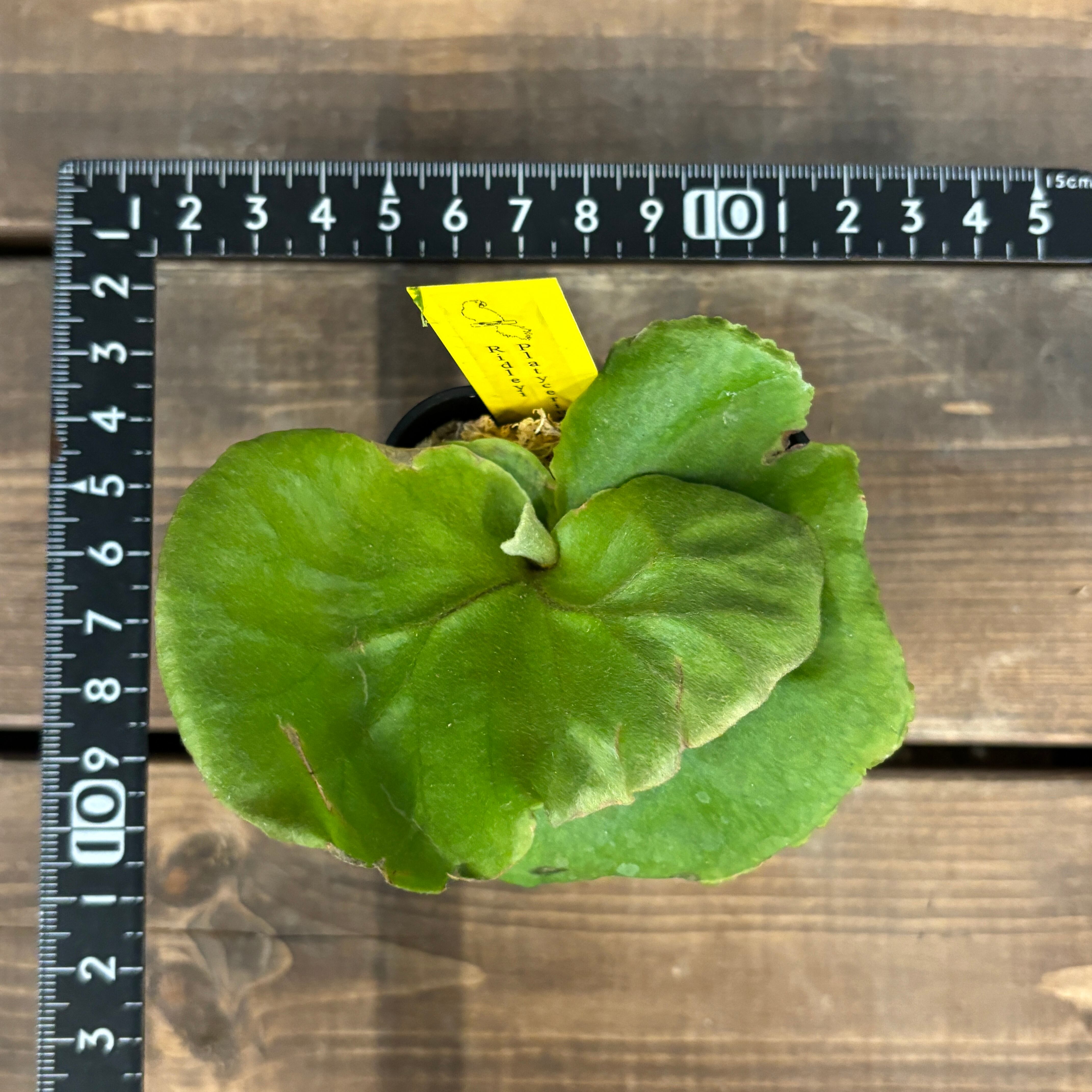 ridleyi NO.308 ビカクシダ ridleyi NO.308 ビカクシダ