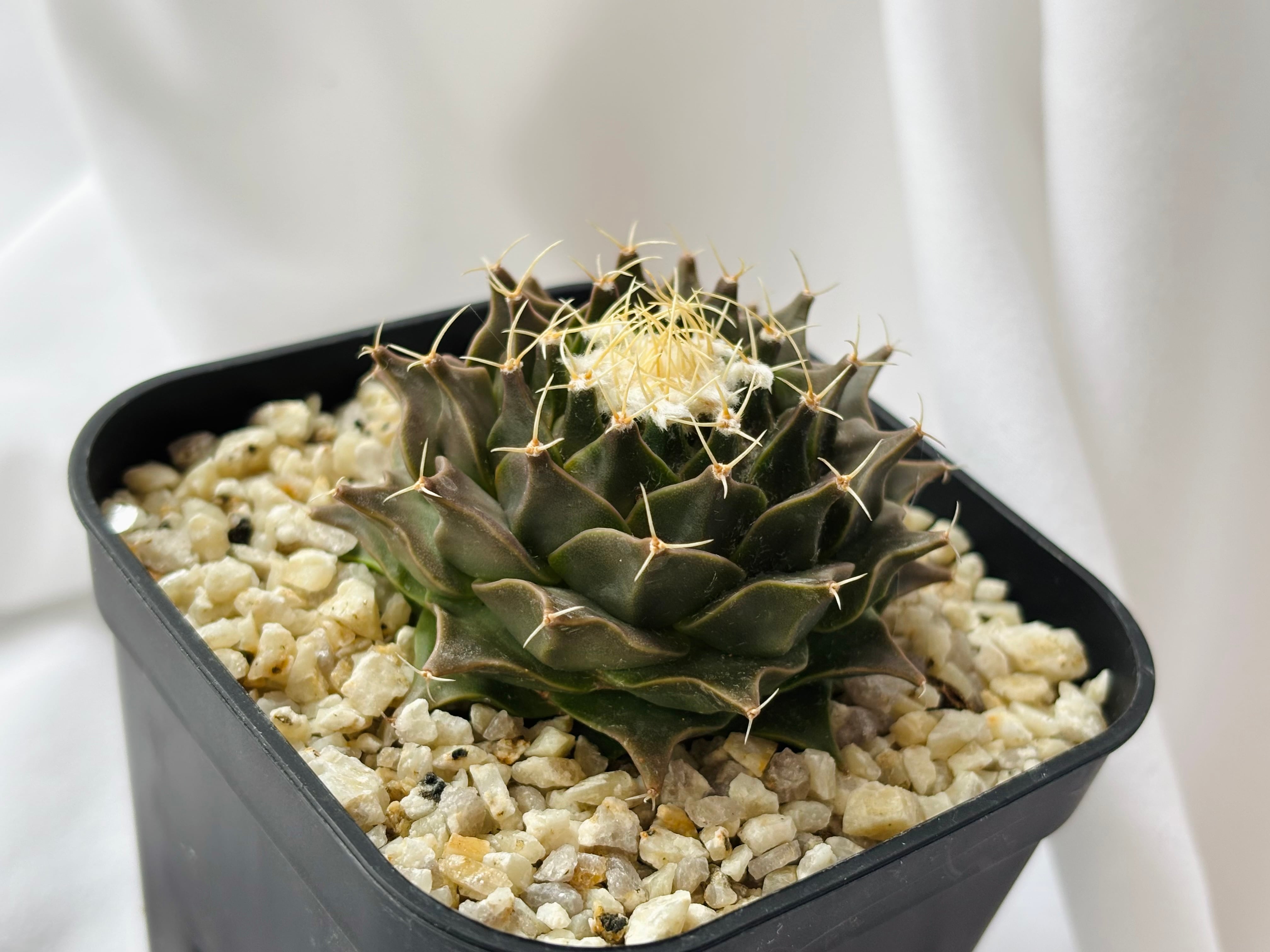 '【実生】 オブレゴニア 帝冠　12苗 Obregonia denegrii オブレゴニア 帝冠 サボテン | plants MARU