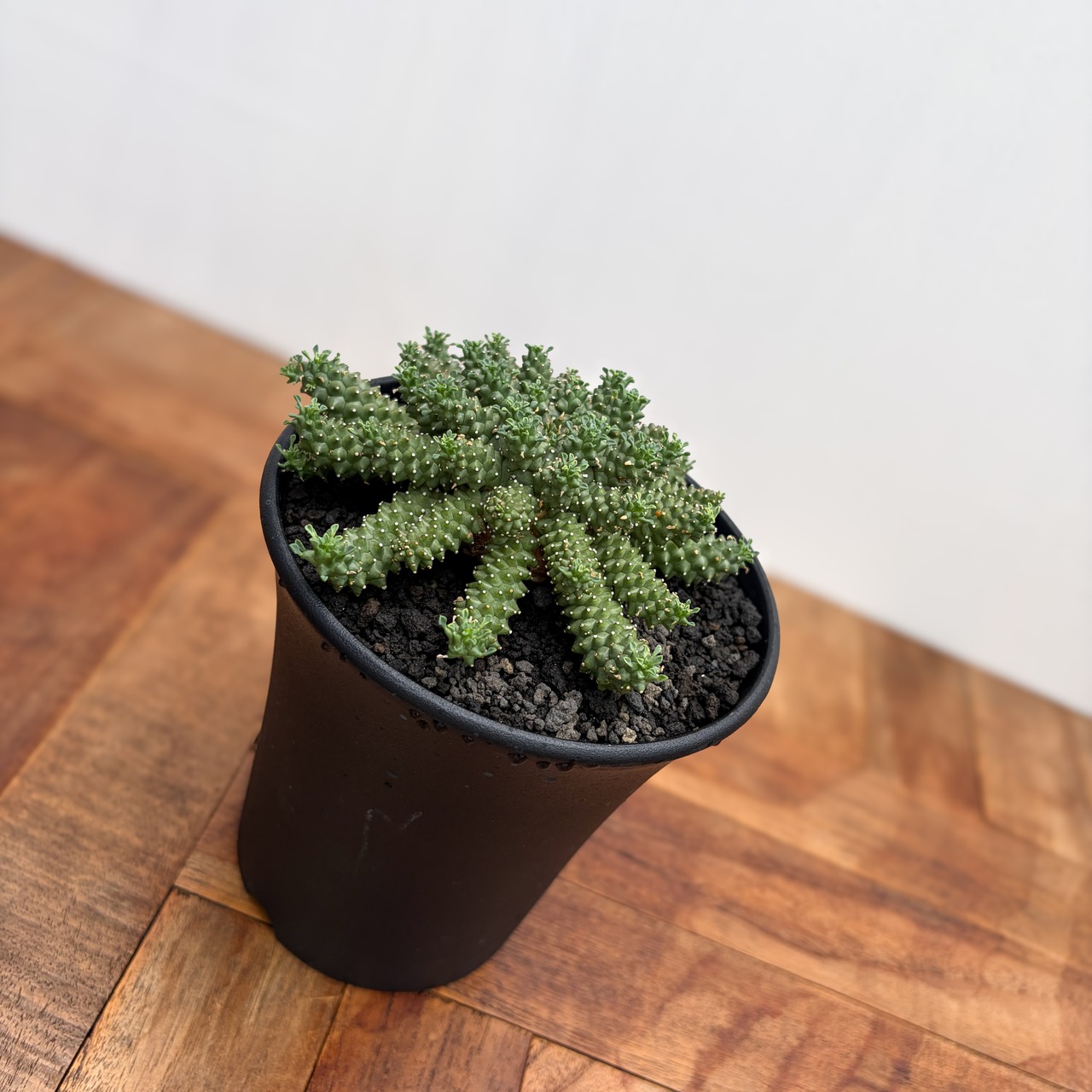 Euphorbia atroviridis【ユーフォルビア・アトロビリディス】