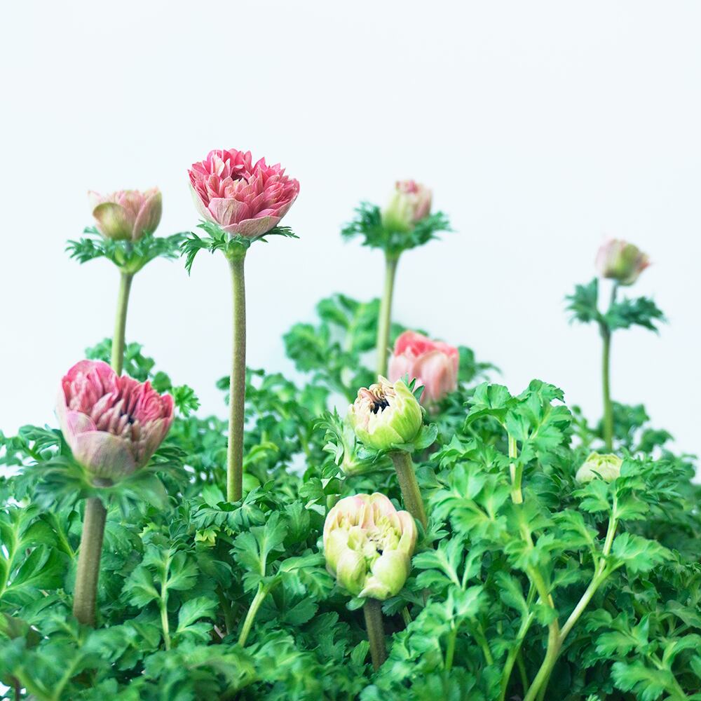 お届け日限定 3月17日 18日 愛媛県伊予市 竹中秀一さんから届く アネモネ アンアリス 2ポットセット 送料込み よいはな Yoihana 最高品質のお花をお届けするネット通販