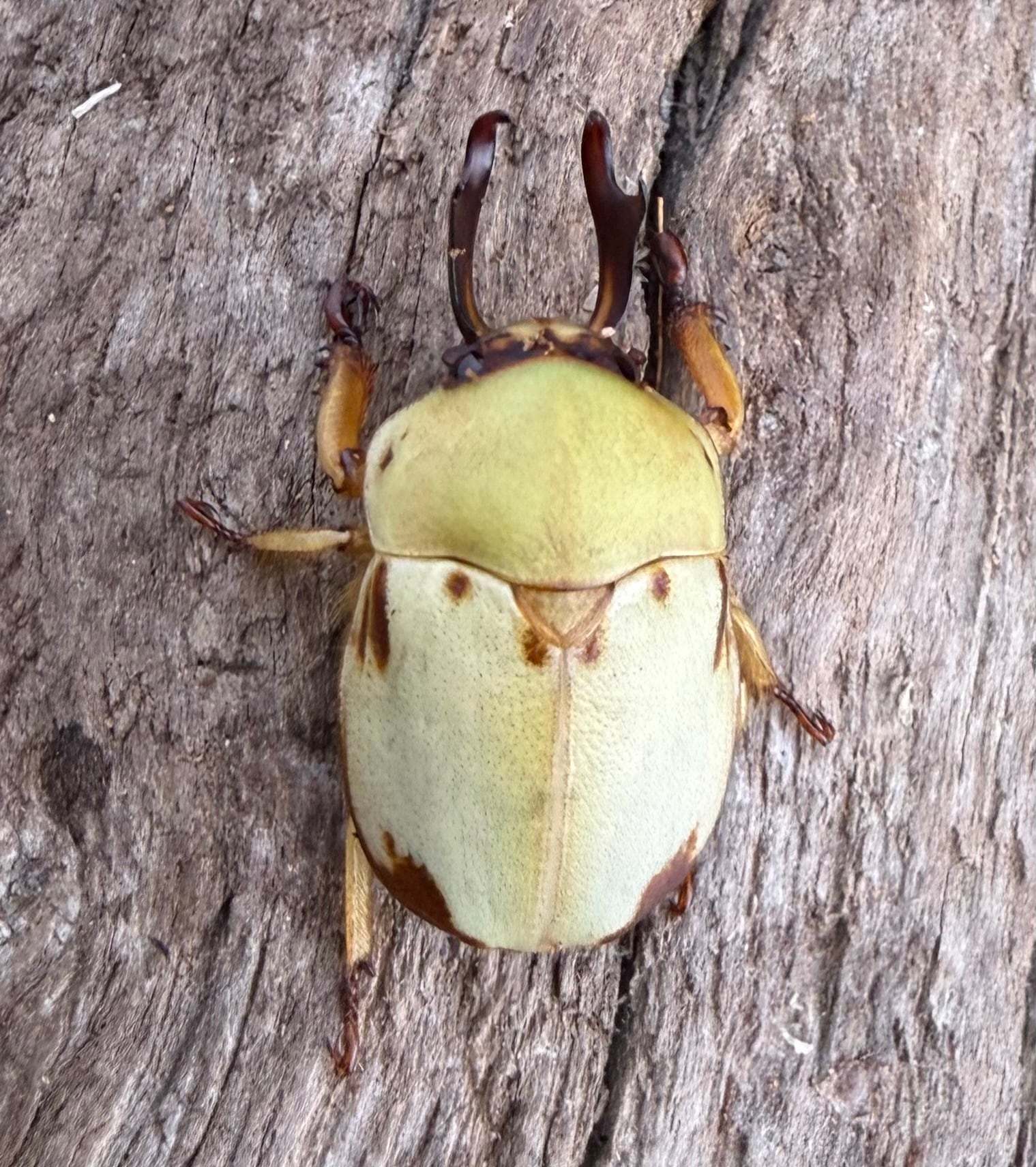 カツラクワガタコガネ 21.5mm ペア》 | KPW公式オンラインショップ