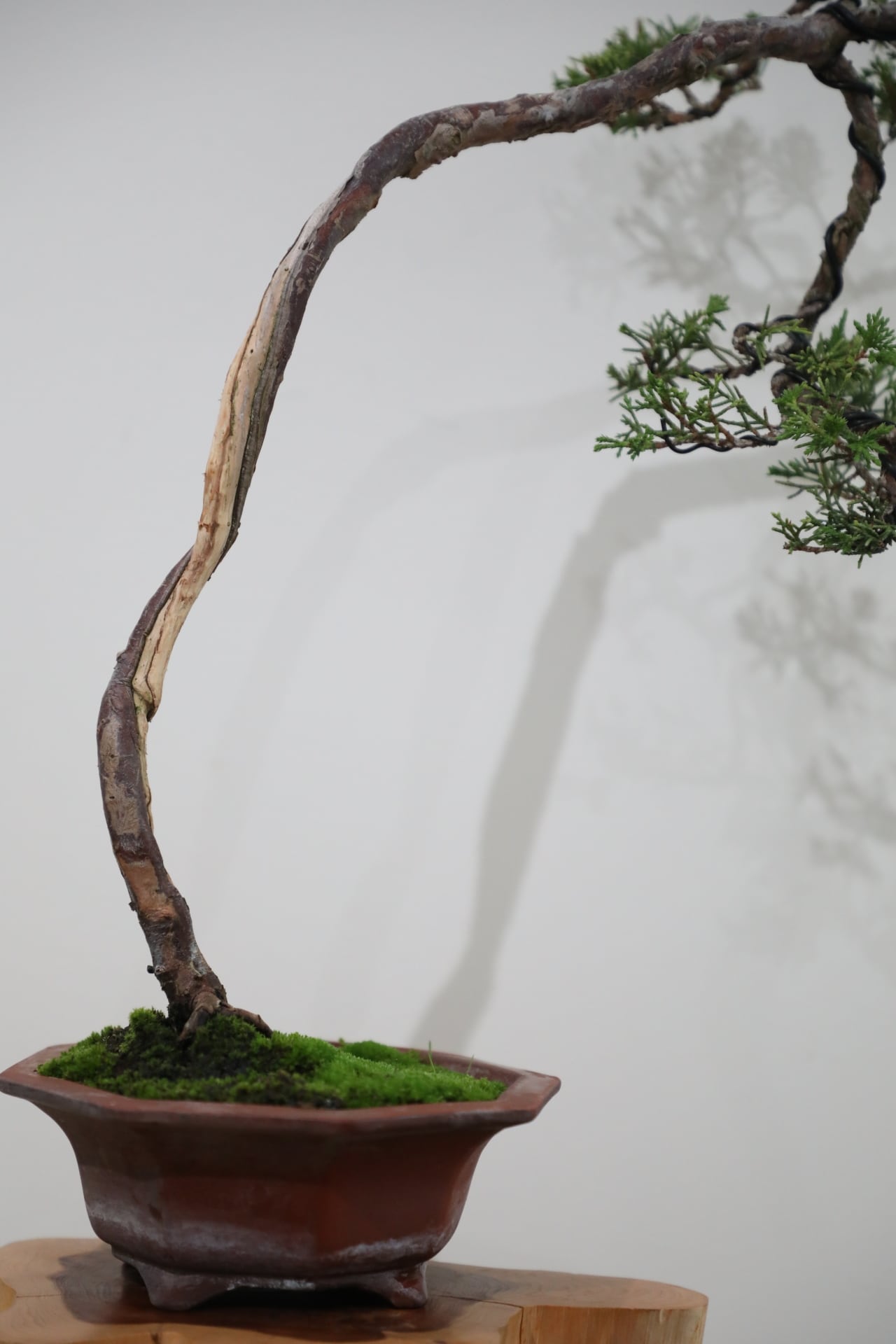 M】糸魚川真柏 盆栽 ※推定樹齢35年/Juniper Shimpaku | 【厳選植物・器