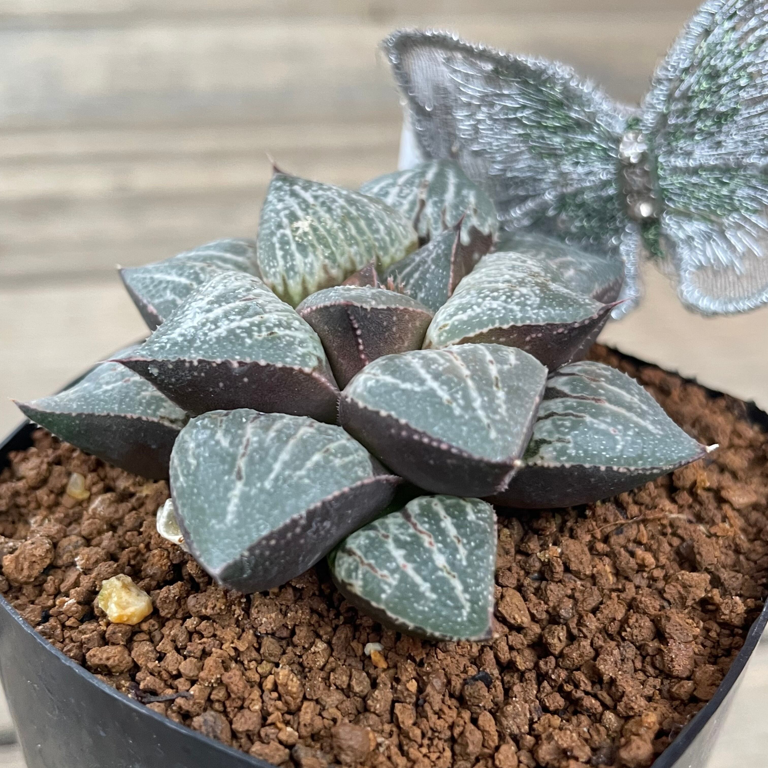 T)京の恋 愛宕 ハオルチア | RuPo 多肉植物専門店