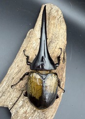 《ヘラクレス・ヘラクレス 153.5mm ペア》