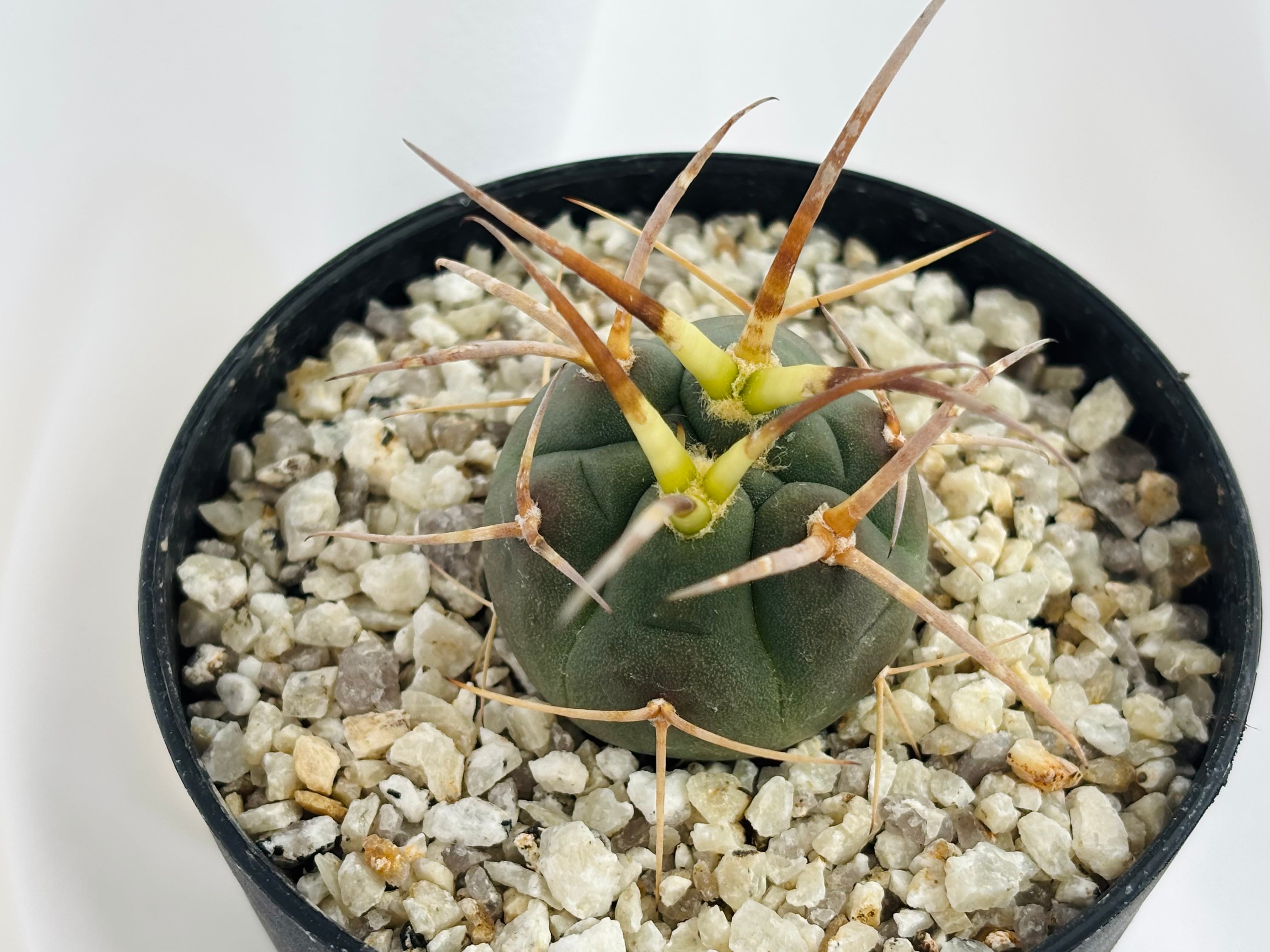 Gymnocalycium cardenasianum ギムノカリキウム 光琳玉 サボテン