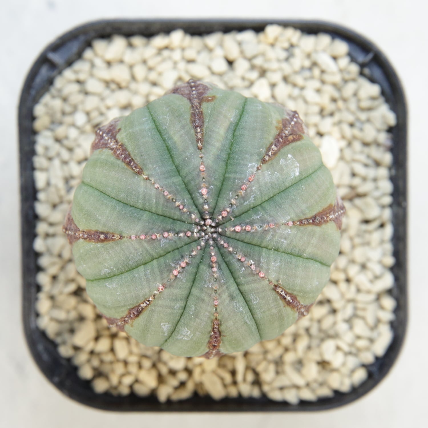 メス株 木質化 美模様 異型 オベサ / ユーフォルビア | LIGHTHOUSE