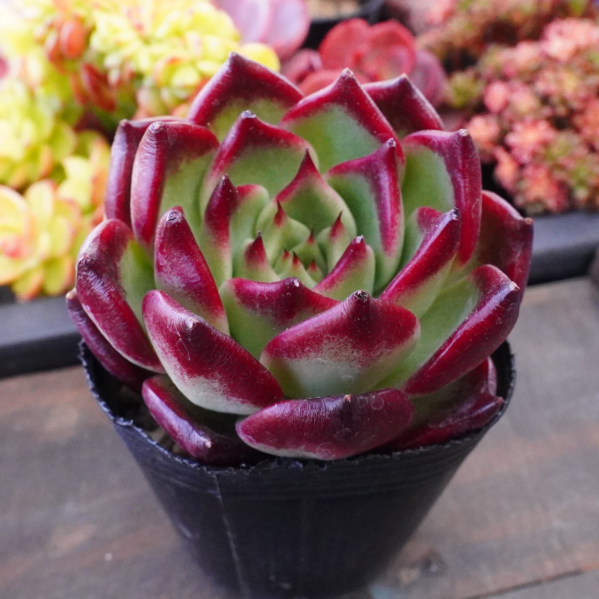 多肉植物 | E-TANIKU 多肉植物 | E-TANIKU