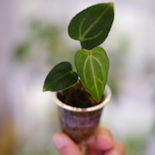 Anthurium Carlablackiae / アンスリウム カーラブラッキー⑯│観葉植物