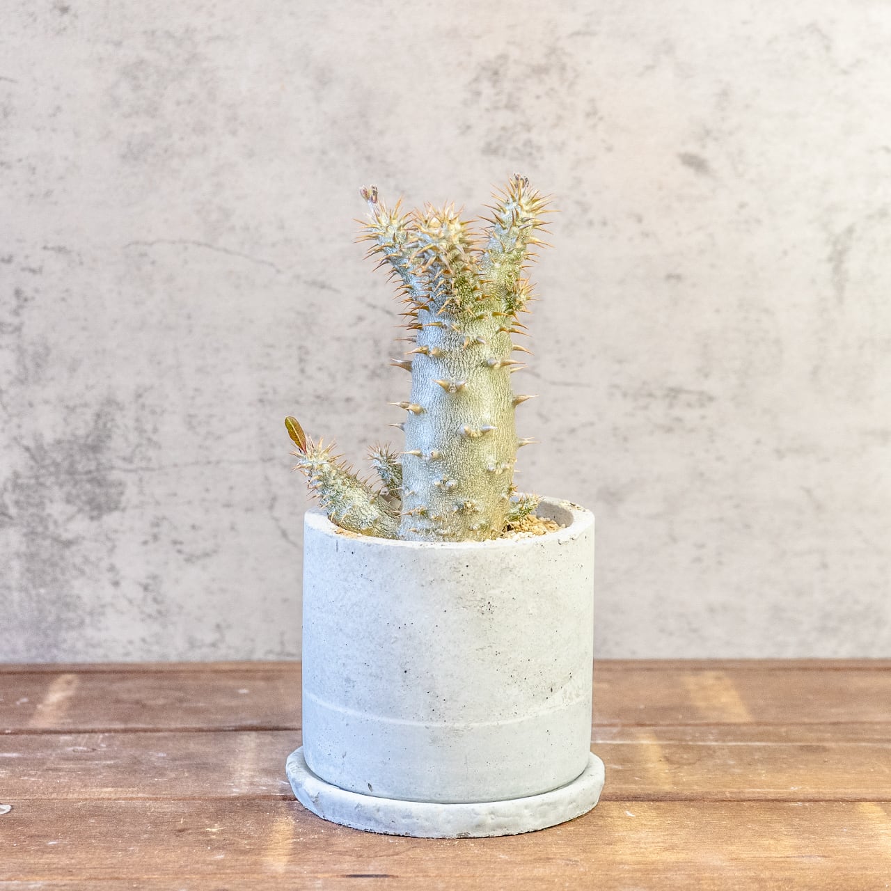 【太い幹。鋭い棘。力強さ溢れる姿】パキポディウム・デンシフローラム。根腐れを防ぐ独自配合の用土で、安心のボタニカルライフ|虫発生抑制(全国一律送料850円)