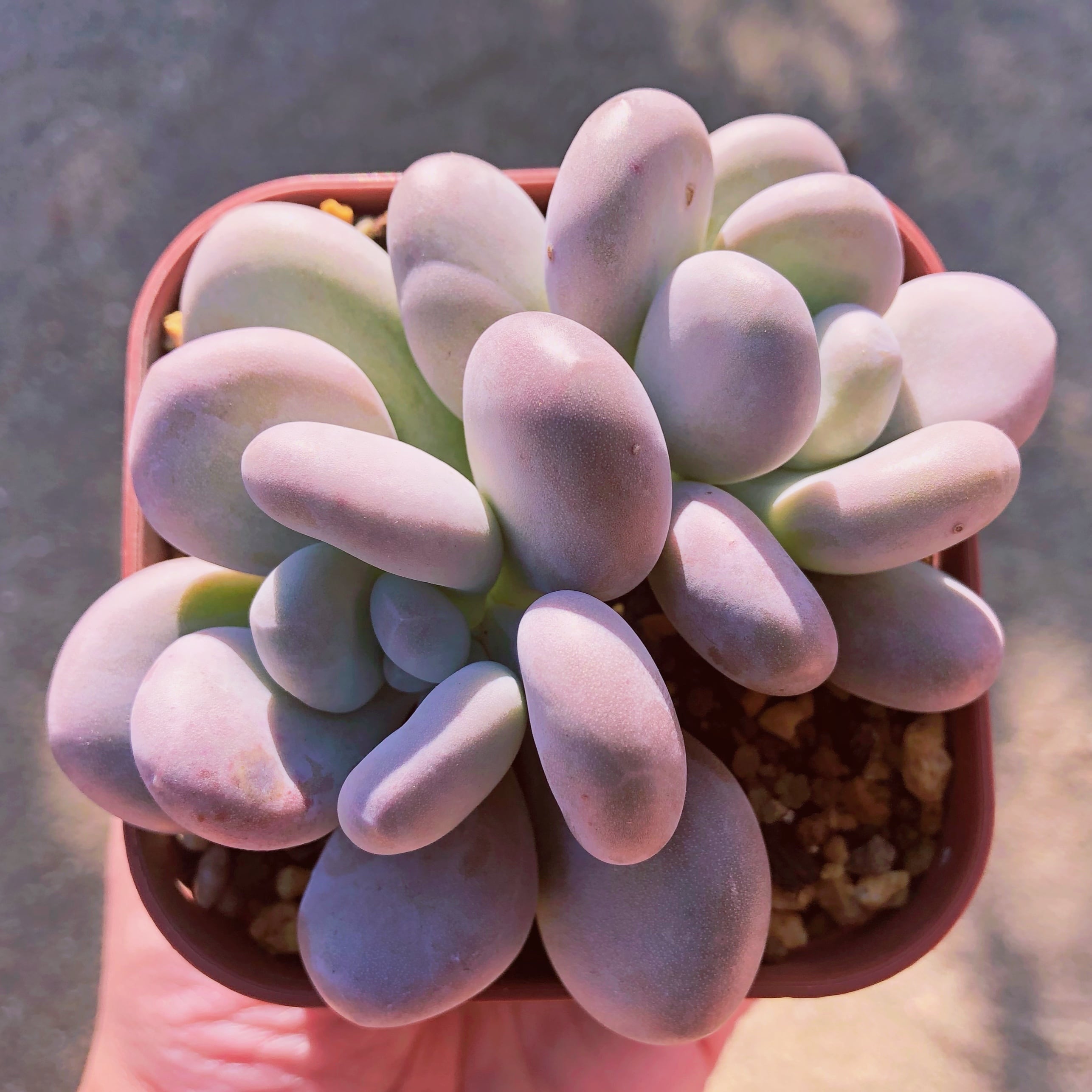 多肉植物　エミリー薄錦　大群生　抜き苗