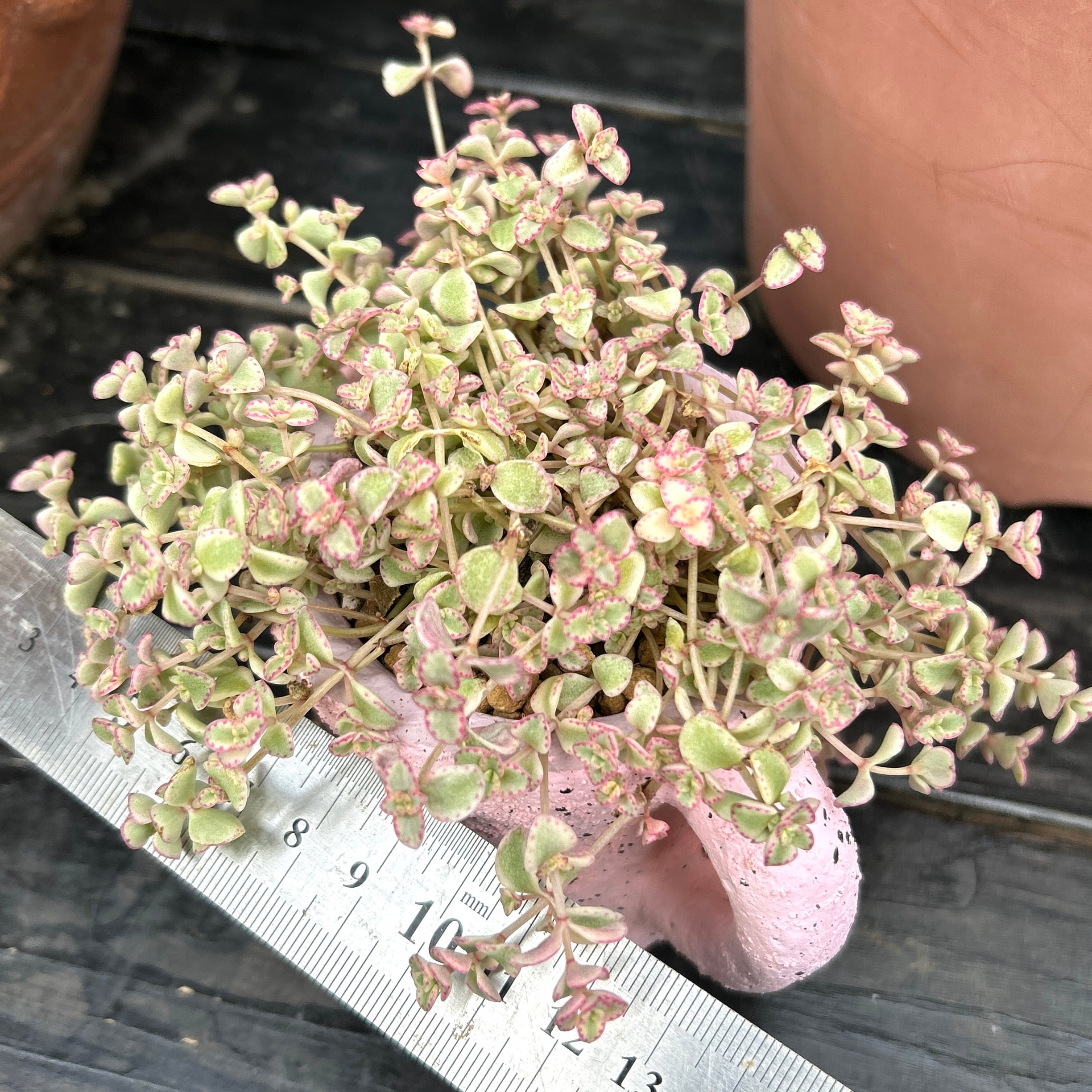 T)ピンクの鉢(リトルミッシー入り | RuPo 多肉植物専門店