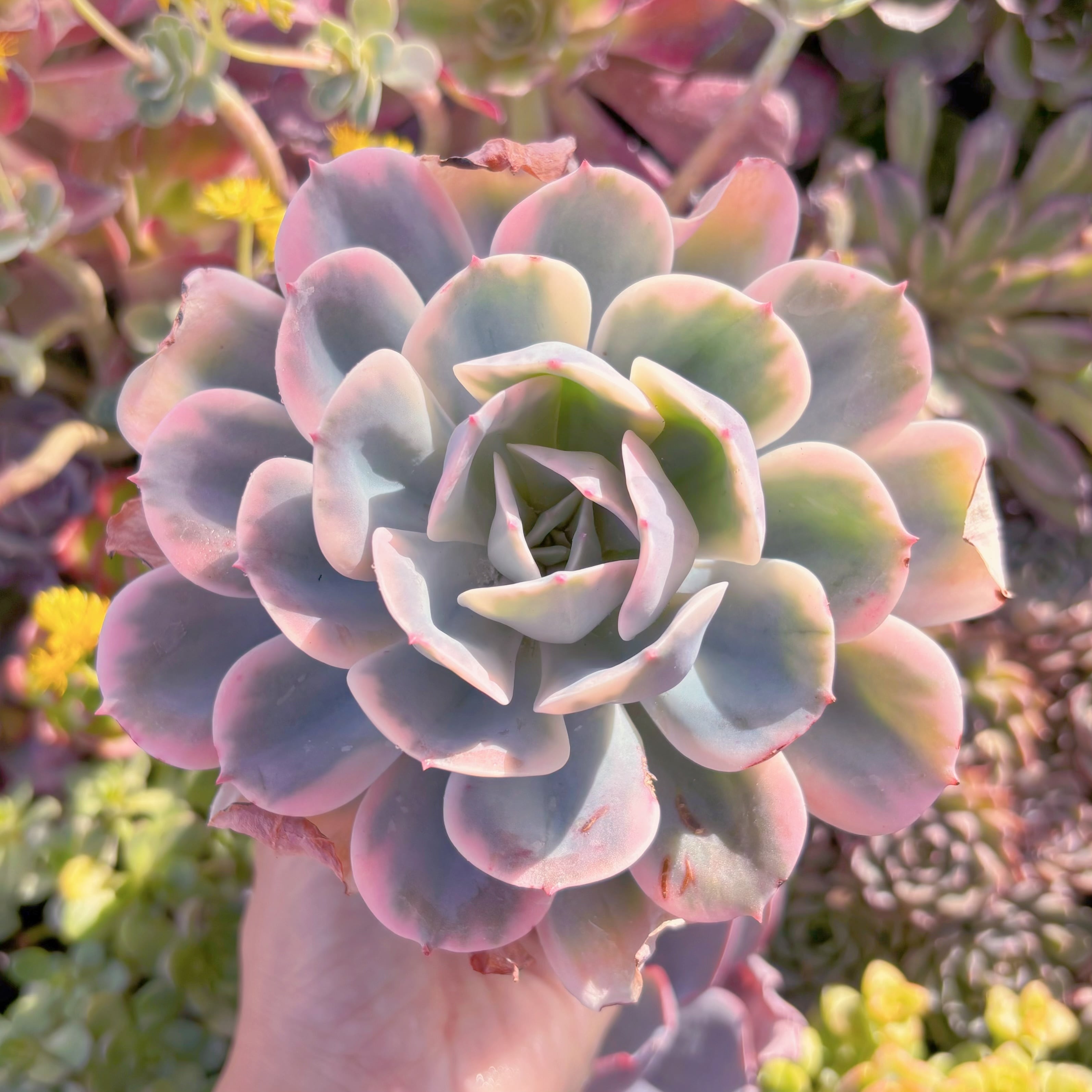 現品　七福神錦#M 193　るる農園