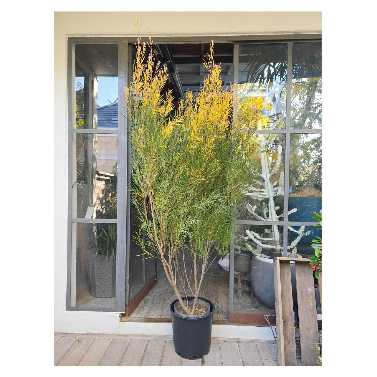 Acacia Phoenix Gold | Seeding