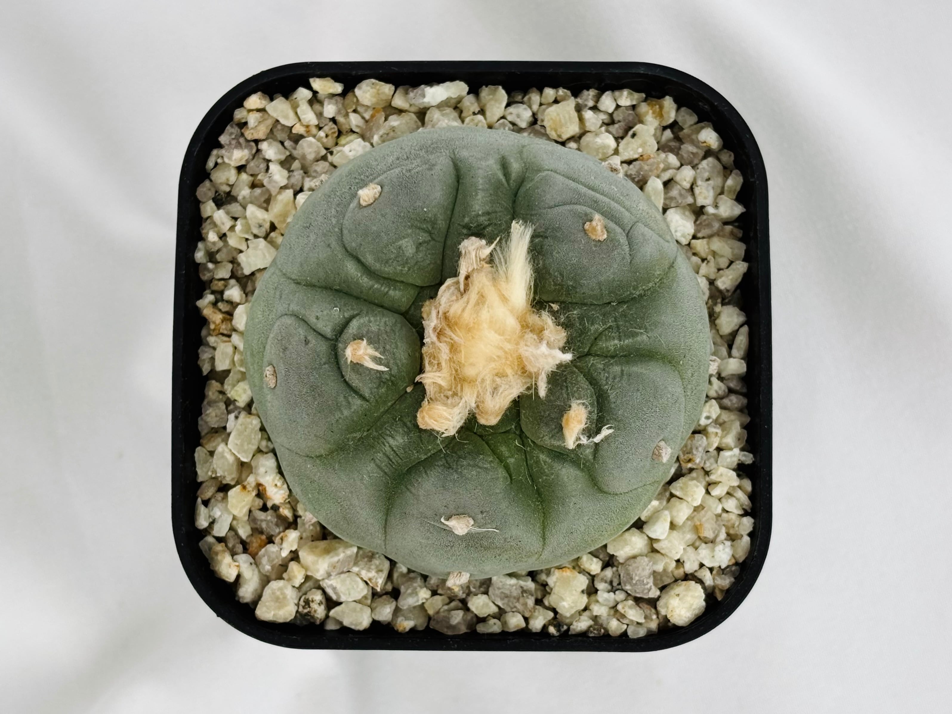 Lophophora williamsii var. decipiens ロフォフォラ 大疣銀冠玉
