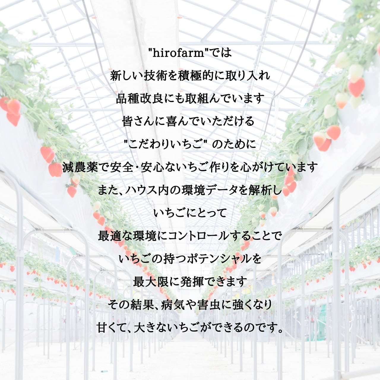 あまりんデラックス 『あまりん』 18粒 | hirofarm15