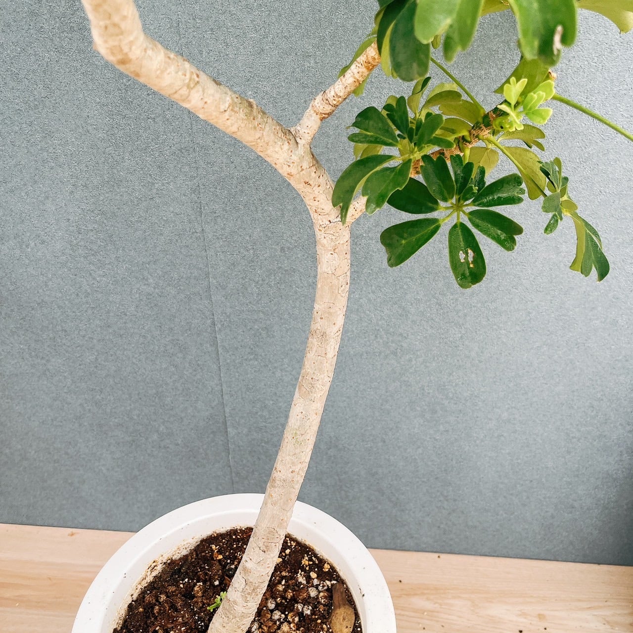 現品］A シェフレラ レナータ 曲がり 8号 観葉植物 室内 大型