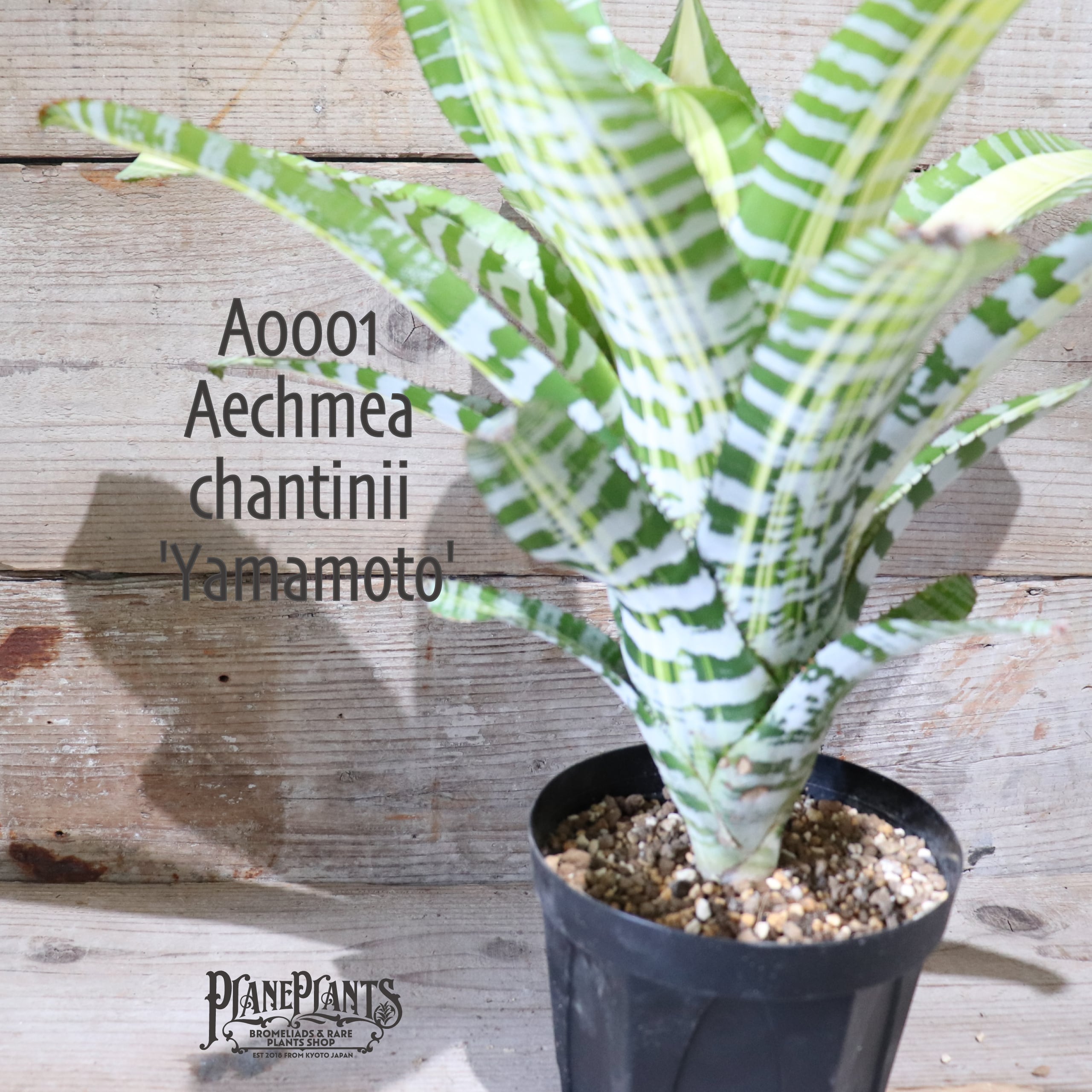 【送料無料】Aechmea 'Yamamoto'〔エクメア〕現品発送A0001