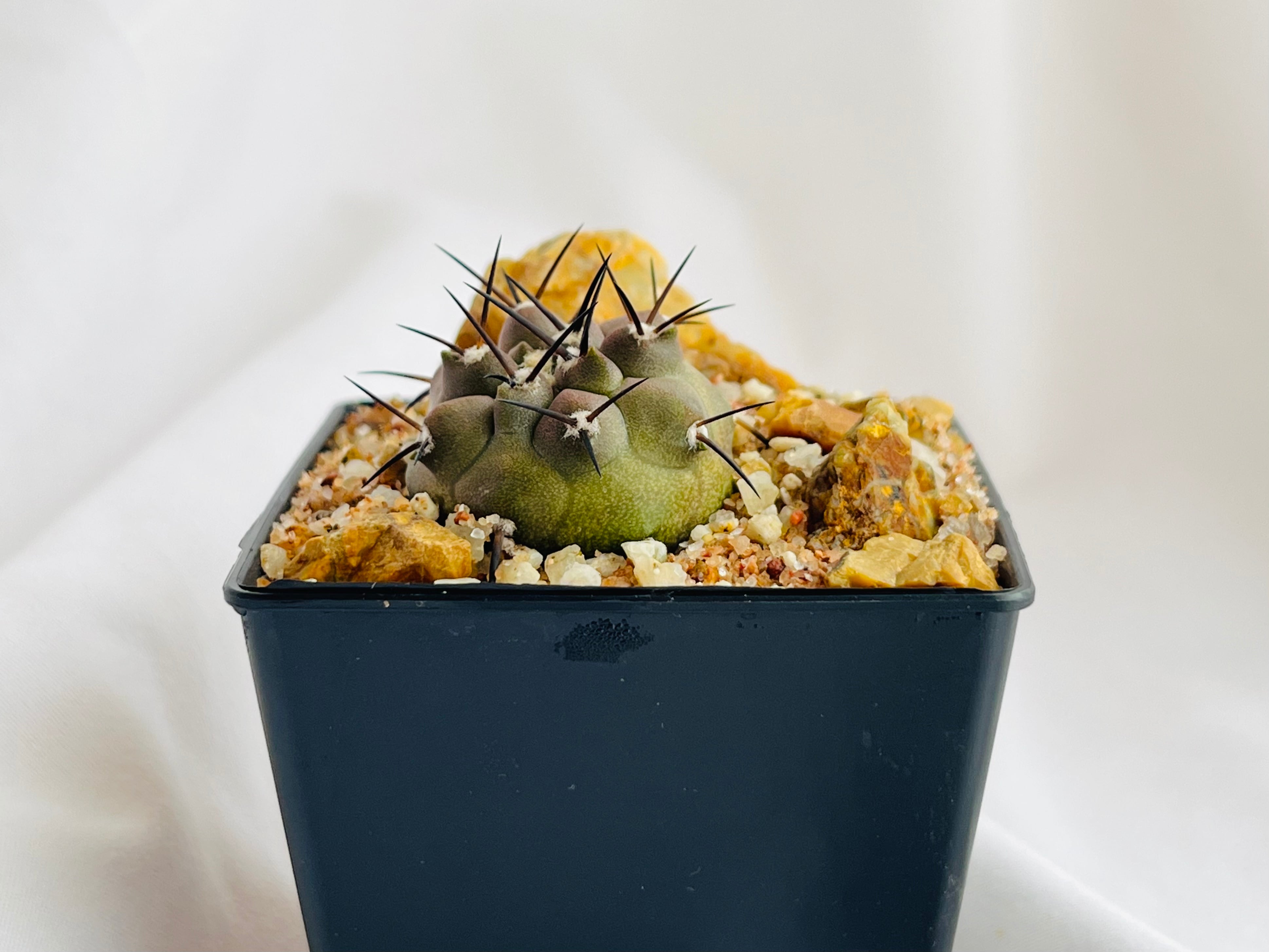 Copiapoa cinerea コピアポア シネレア 黒王丸 サボテン | plants MARU