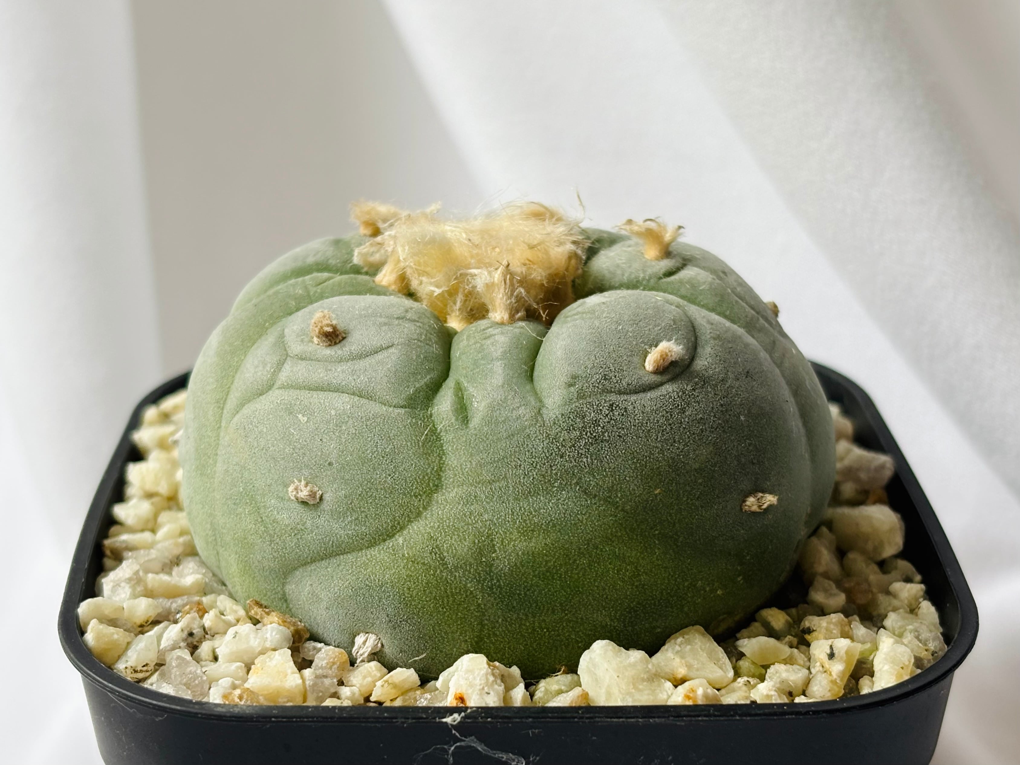 ロフォフォラ　疣銀冠玉錦　美株 Lophophora williamsii var. decipiens f. varieg. ロフォフォラ 銀冠