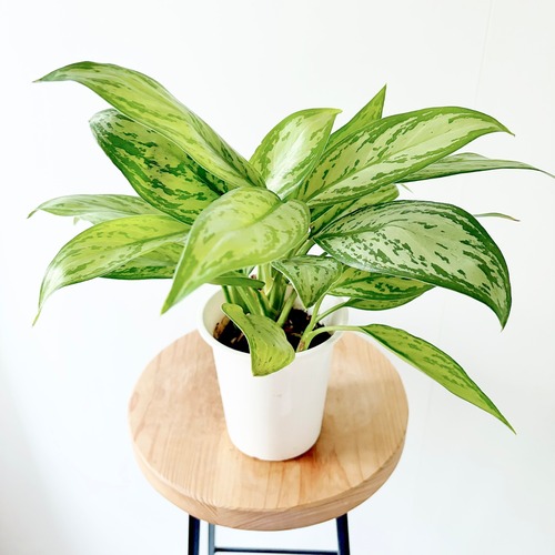 アグラオネマ 観葉植物 calm cafe