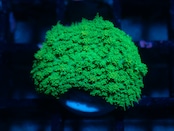 SelectionBaliShip Discozoma SP 3