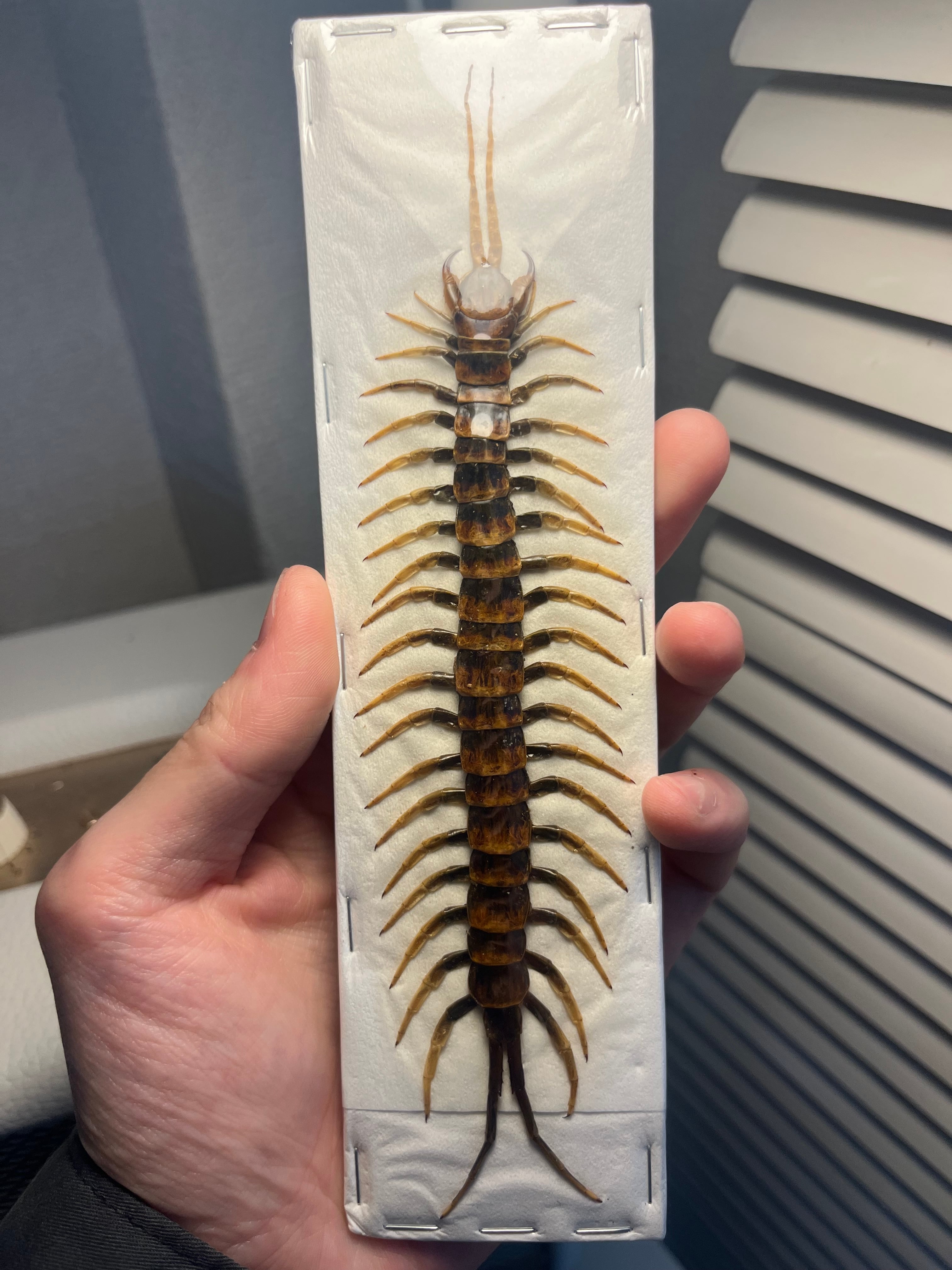 オモニキチュウ