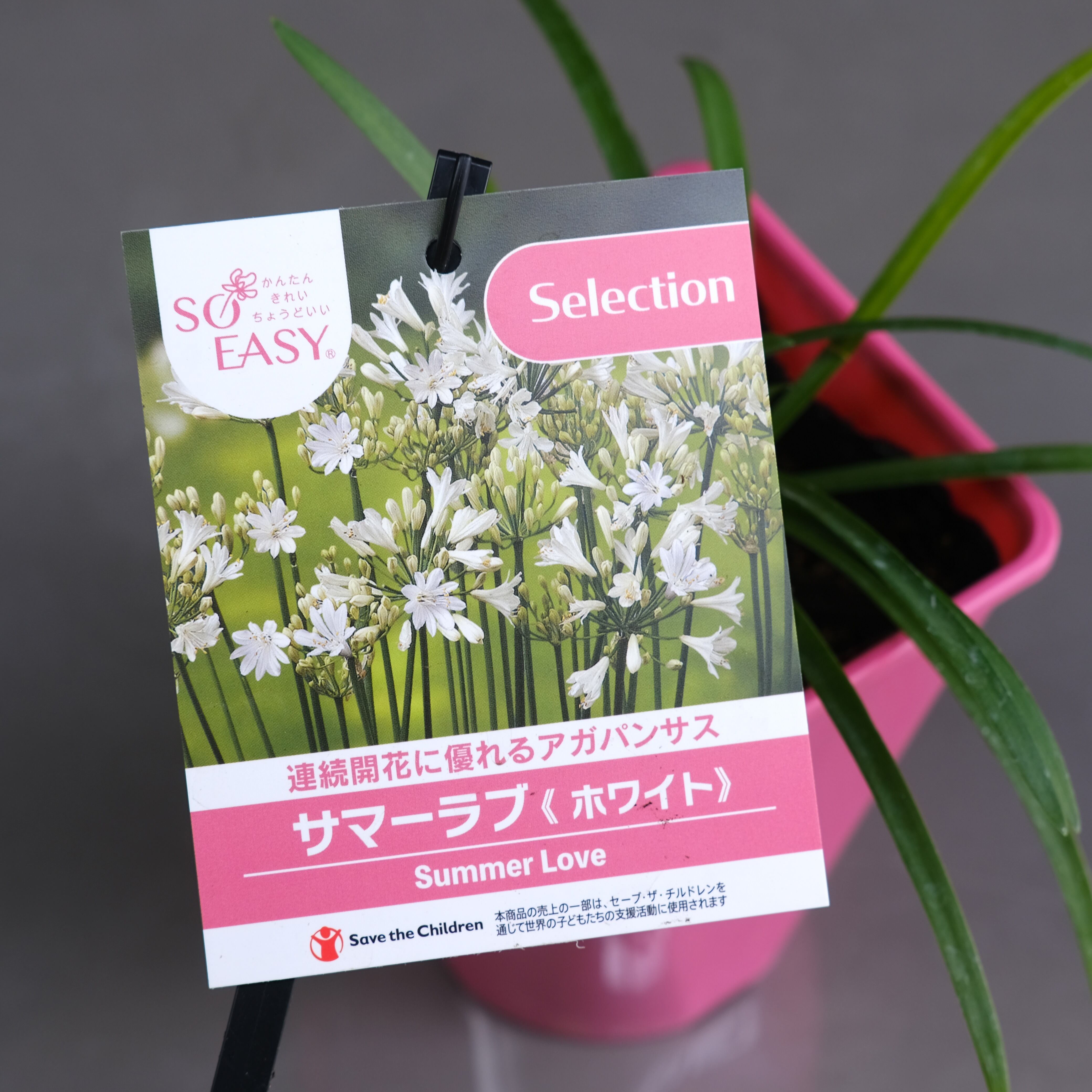 アガパンサス《 サマーラブ・ホワイト 》 | グリーンギャラリーガーデンズ