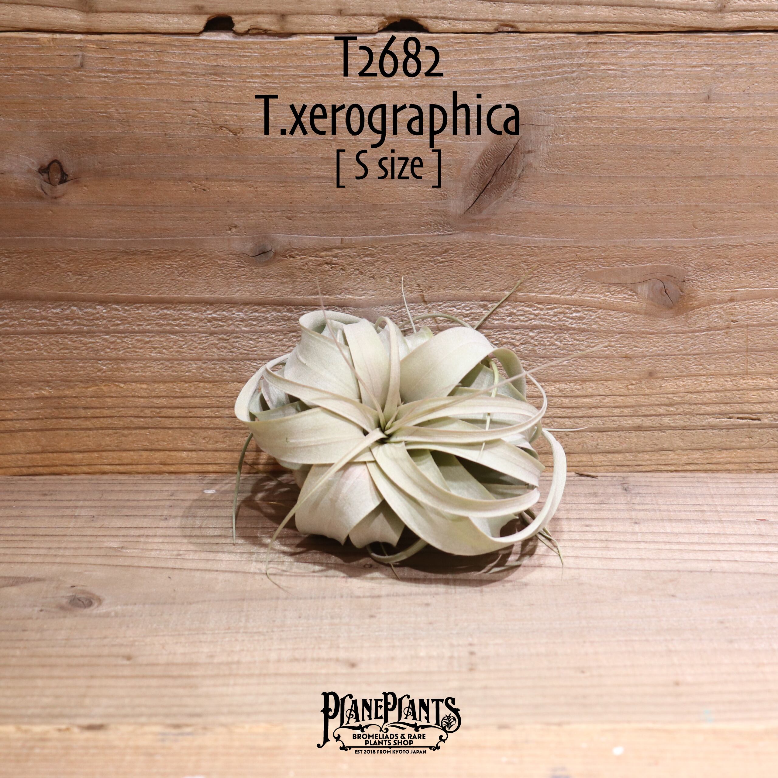 【送料無料】キセログラフィカ S〔エアプランツ〕現品発送T2682