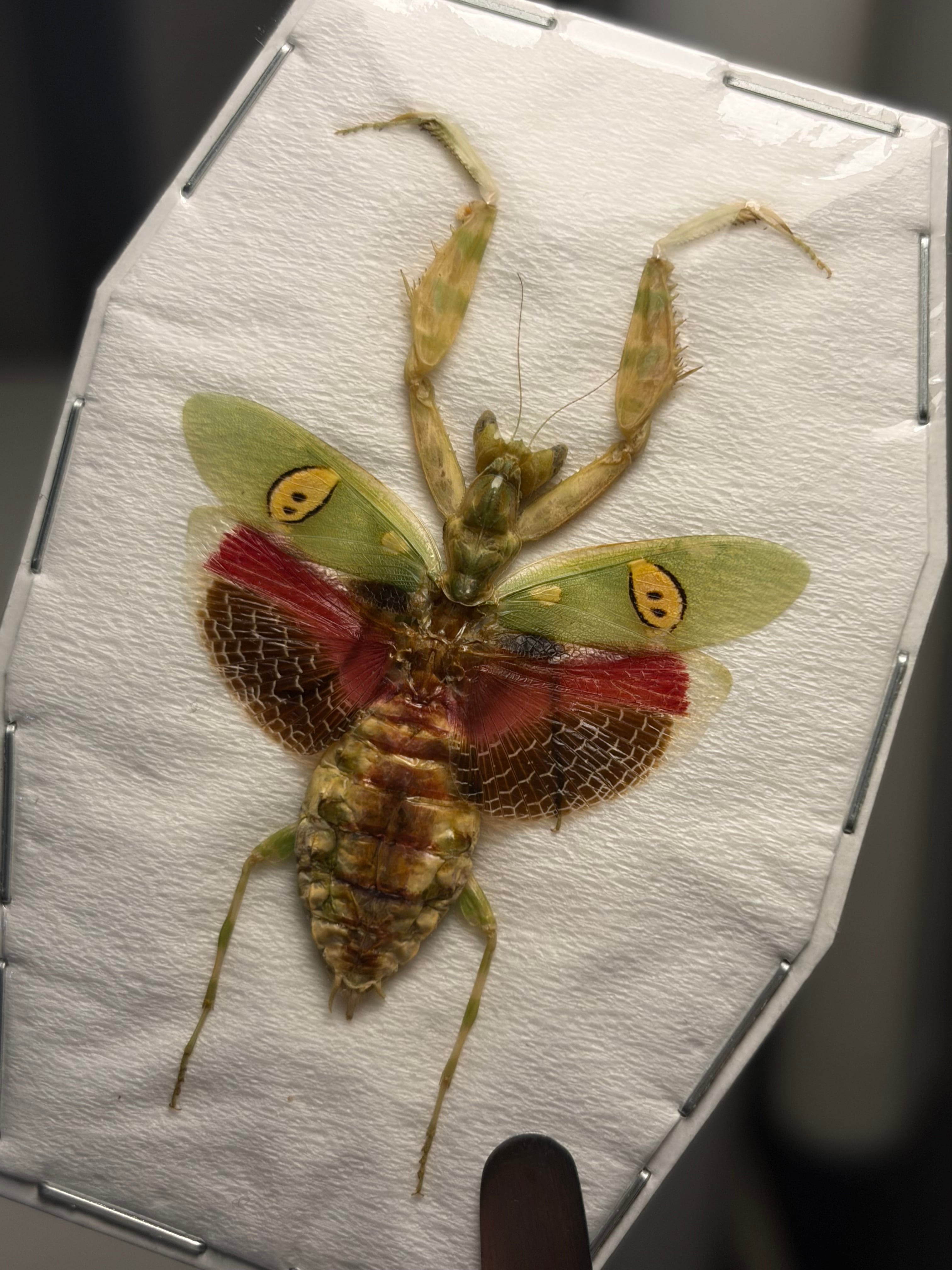 標本】ニセハナマオウカマキリ5齢の脱皮殻標本 タランチュラムカデ