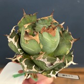 アガベ チタノタ ドワーフ【350】