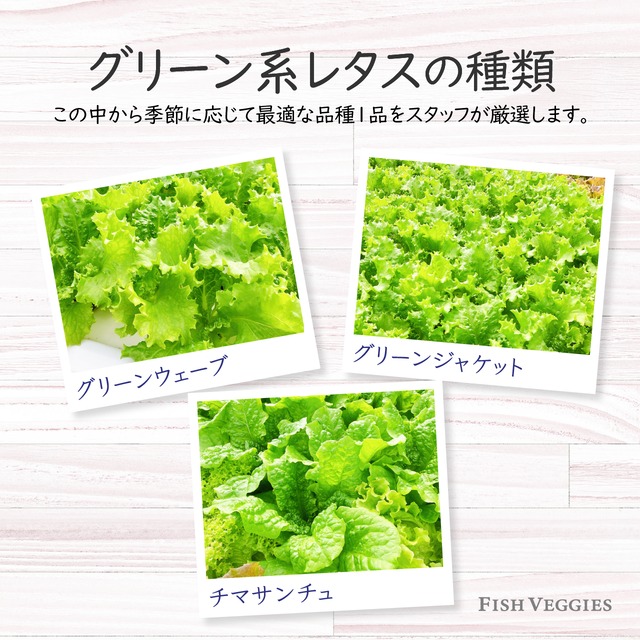 【FISH VEGGIES】水菜とレタスのサラダセット 90g　化学肥料/農薬不使用だから安心して食べられる