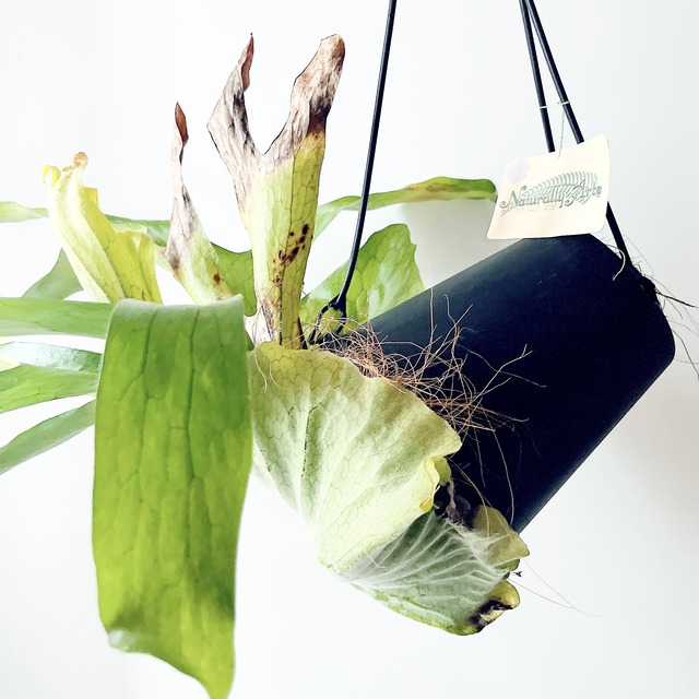 《現品発送》ビカクシダ グランデ コウモリラン ハンギング 観葉植物 calm cafe