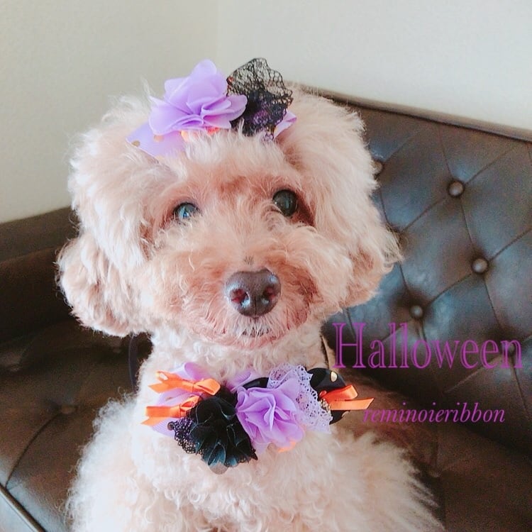 犬リボン♡ハロウィンチョーカー♡ | reminoieR