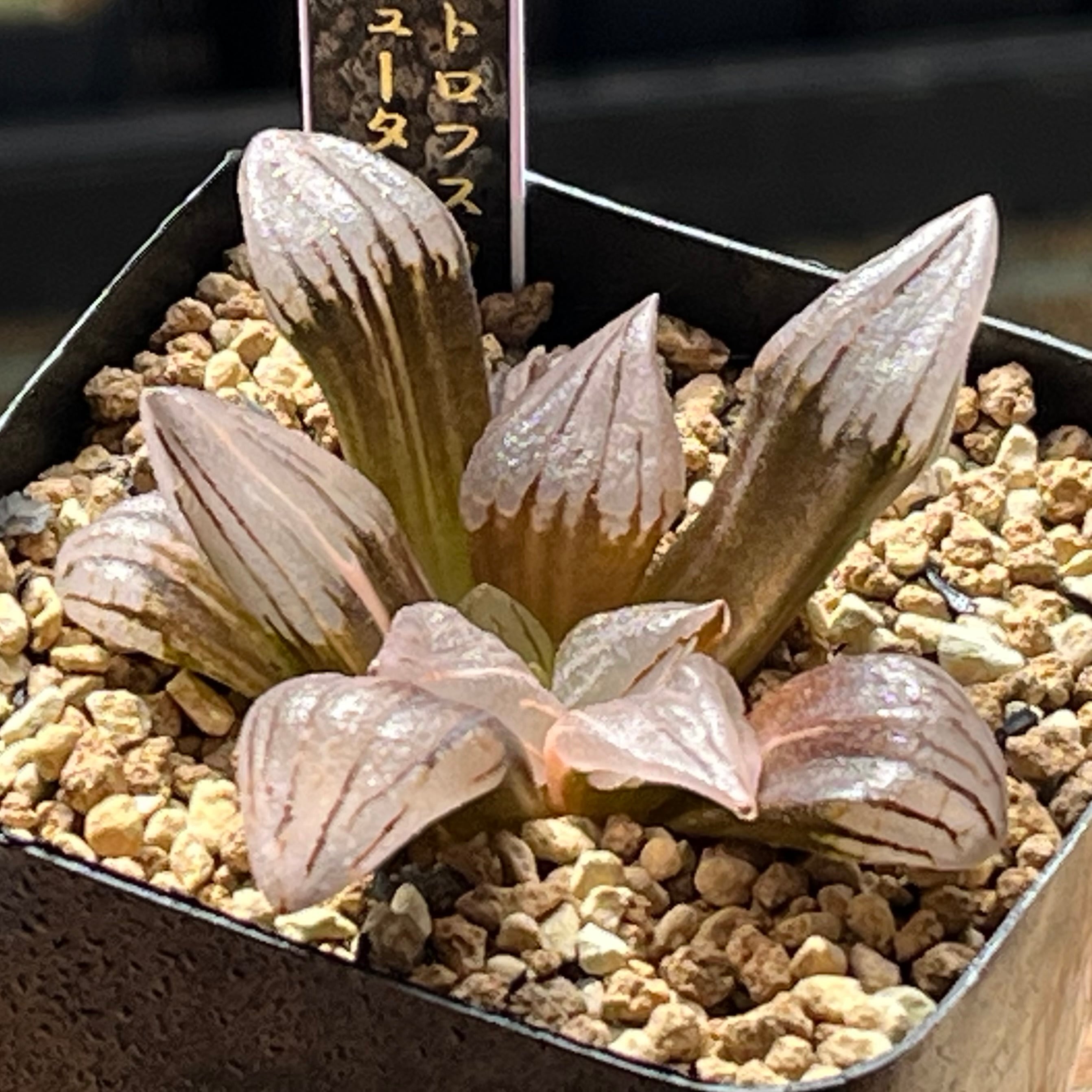ハオルチア 雫絵巻① | mocono_plants