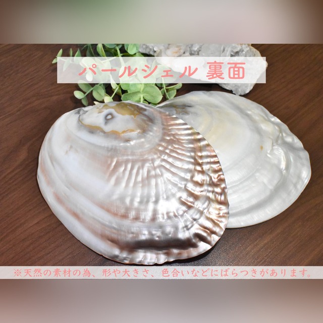 パールシェル　１枚売り　イケチョウ貝　中国産　浄化皿　インテリア