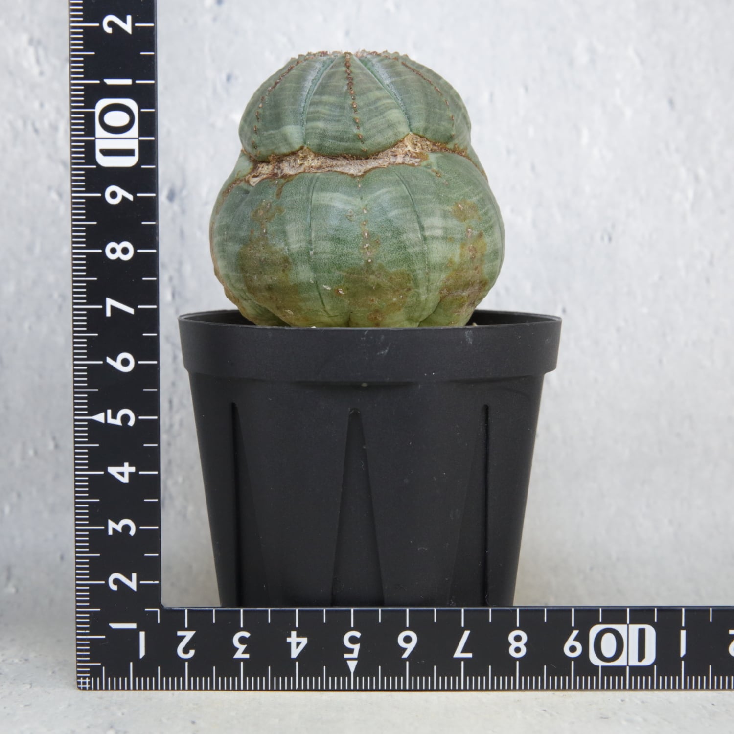 異型 モンスト オベサ / ユーフォルビア | LIGHTHOUSE.PLANTS