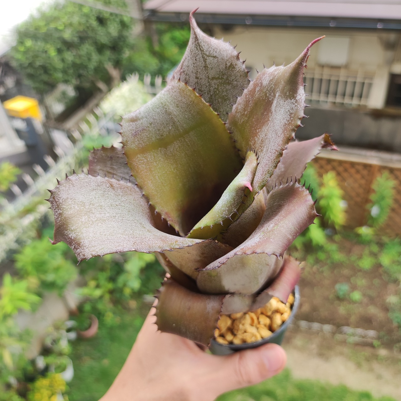 【希少なタンクブロメリアの交配種】ホヘンベルギア・エドムンドイ × ネオレゲリア・ムーレアナ / 観葉植物<育て方・花言葉>