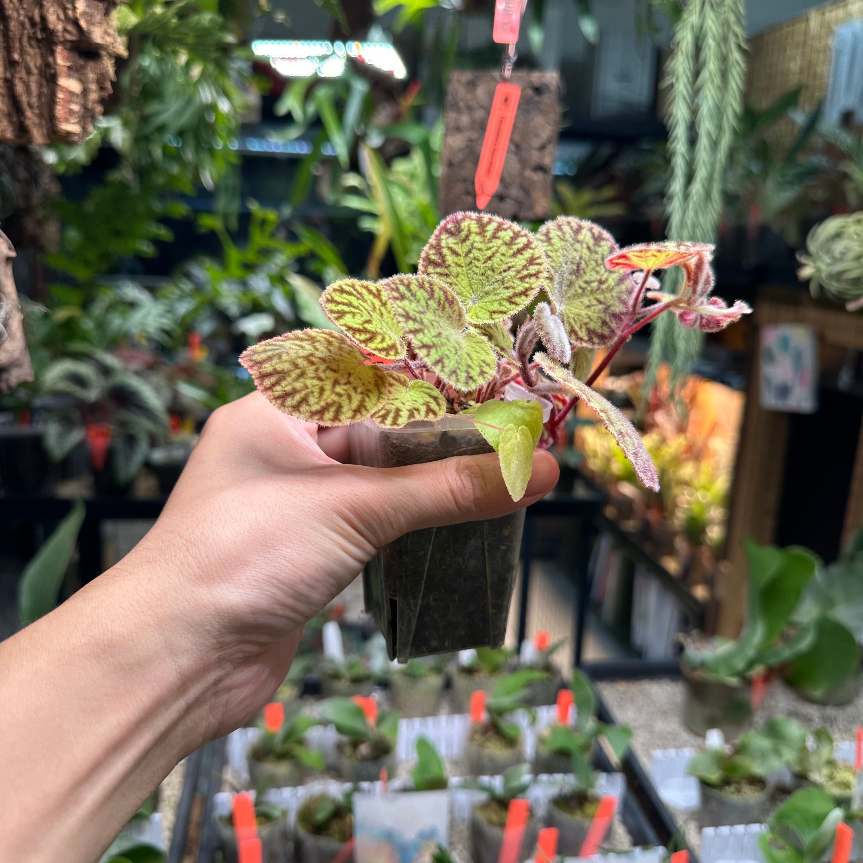 Begonia murina | レアプランツ専門店 -native forest- オンラインショップ