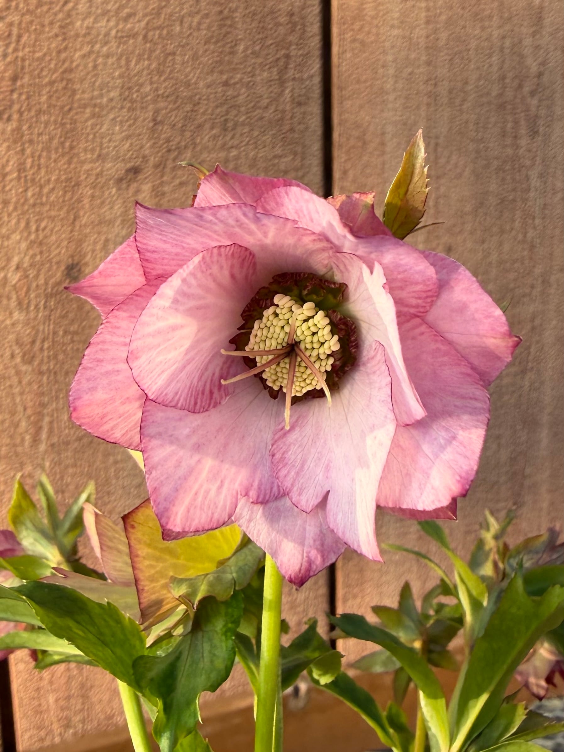 シャルウィダンスピンク 若泉ファーム クリスマスローズ【Wa08】送料