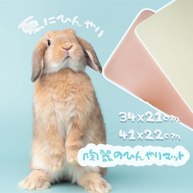 お手入れ簡単！かわいいパステルひんやり陶器プレート