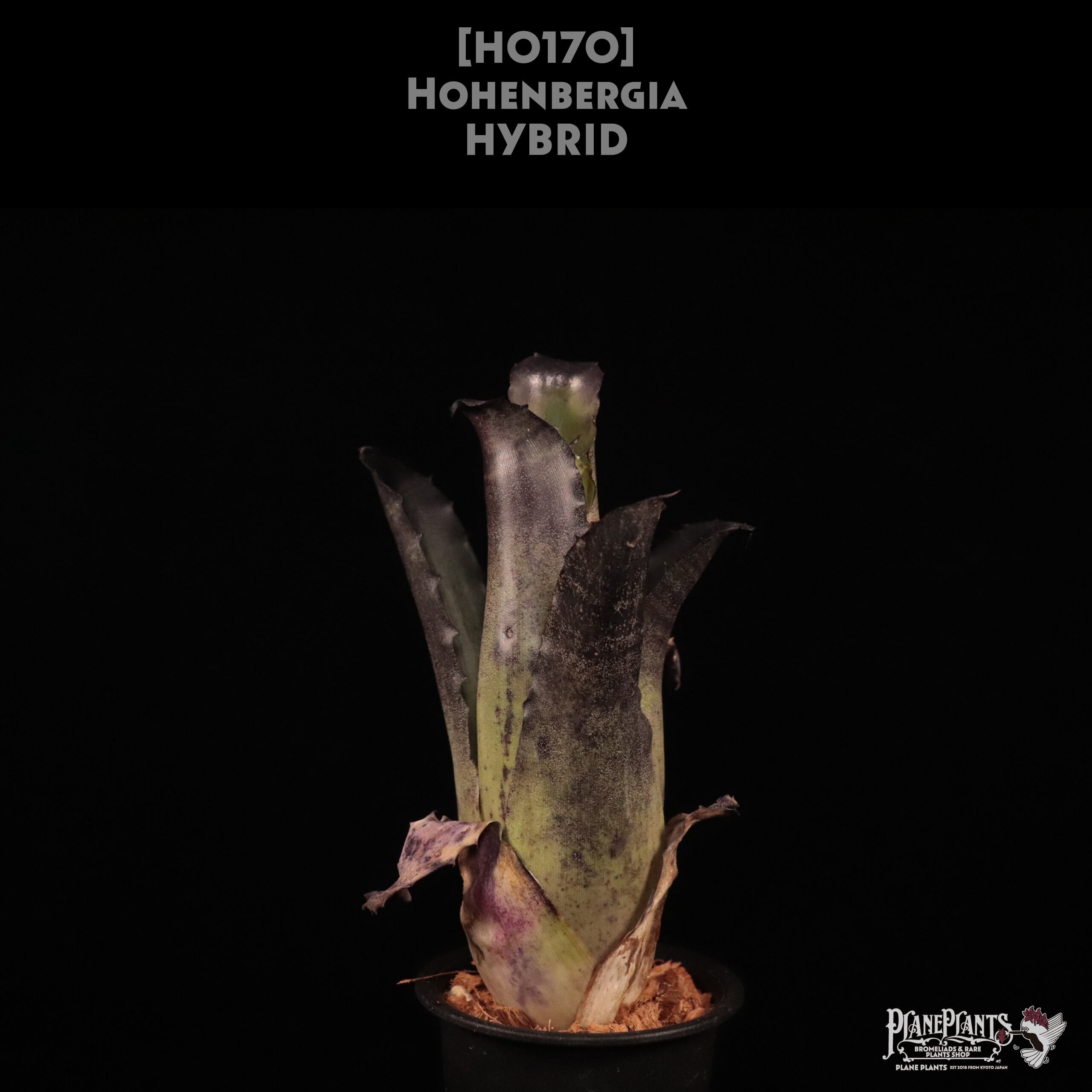 【送料無料】Hohenbergia hybrid〔ホヘンベルギア〕現品発送H0170