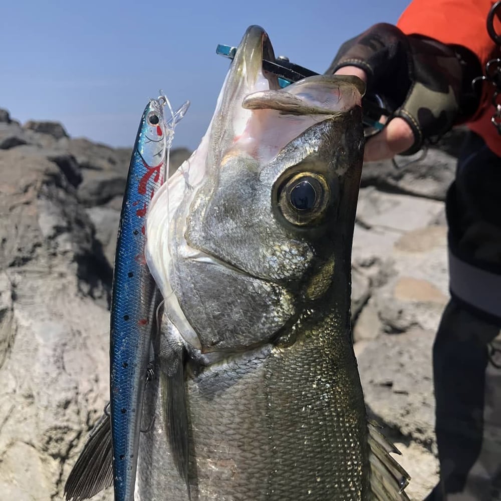 注文 【新品】LIF HANDCRAFT ミノー セット アニバーサリーモデル 新品